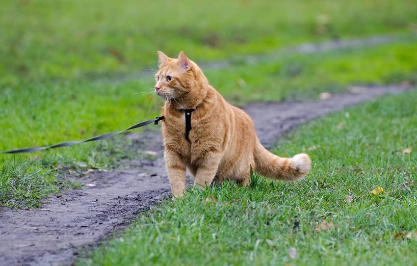 Pro Contra Mit Katzen Gassi Gehen Agila