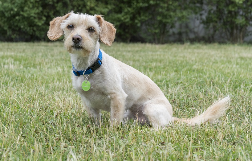 FINDEFIX: Entlaufene Haustiere wiederfinden