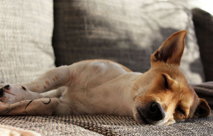Relaxodog Ein Erfahrungsbericht über die Tiefenentspannungstherapie