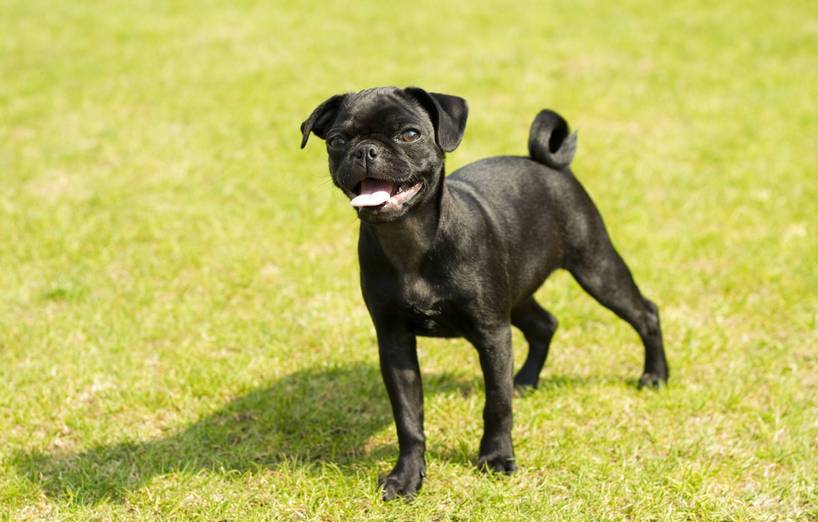 Retro Mops Ein Hund Kehrt Zum Ursprung Zur ck AGILA