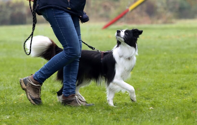 Sachkundenachsweis für Hunde