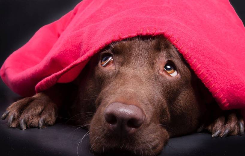 Scheuen Hunden Die Angst Nehmen Agila