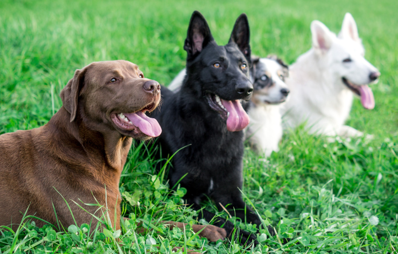Schöne Hunde Die schönsten Hunderassen der Welt AGILA