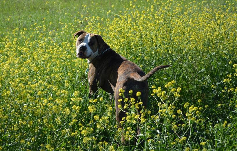 Was Bedeutet Schwanzwedeln Beim Hund Agila