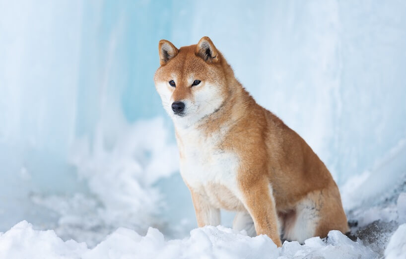 Shiba Inu