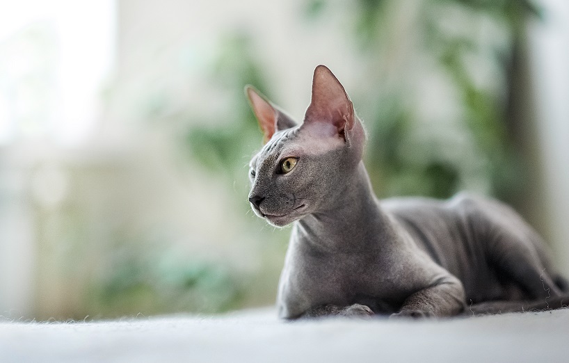 Sphynx Katze Und Hund