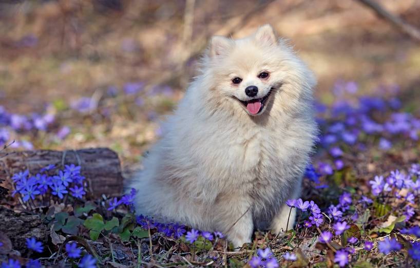 Spitz