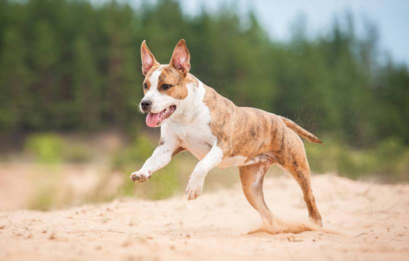 Staffordshire Bullterrier - AGILA