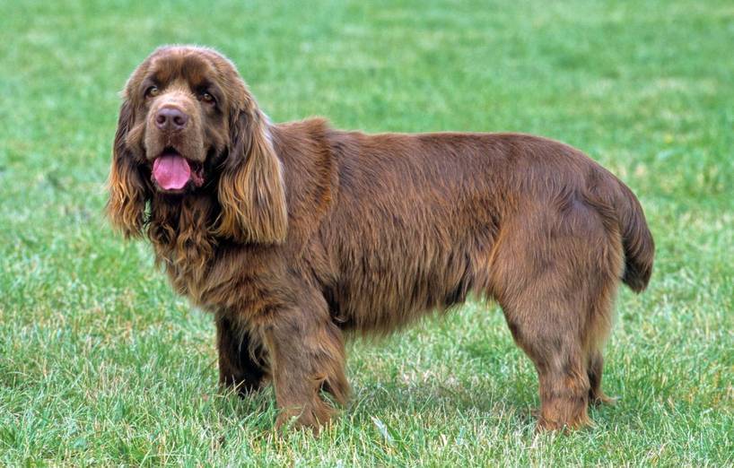 Sussex Spaniel