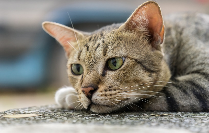Tiere im Krieg Katzen als Lebensretter im ersten Weltkrieg AGILA