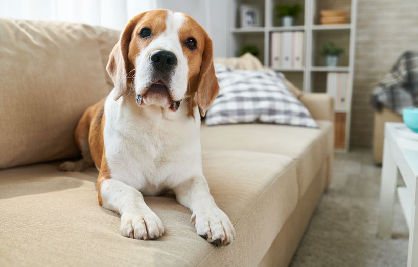 Hund und Hotel: Das Beagle B&B