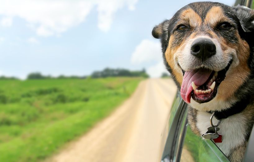 Autofahren mit Hund – AGILA