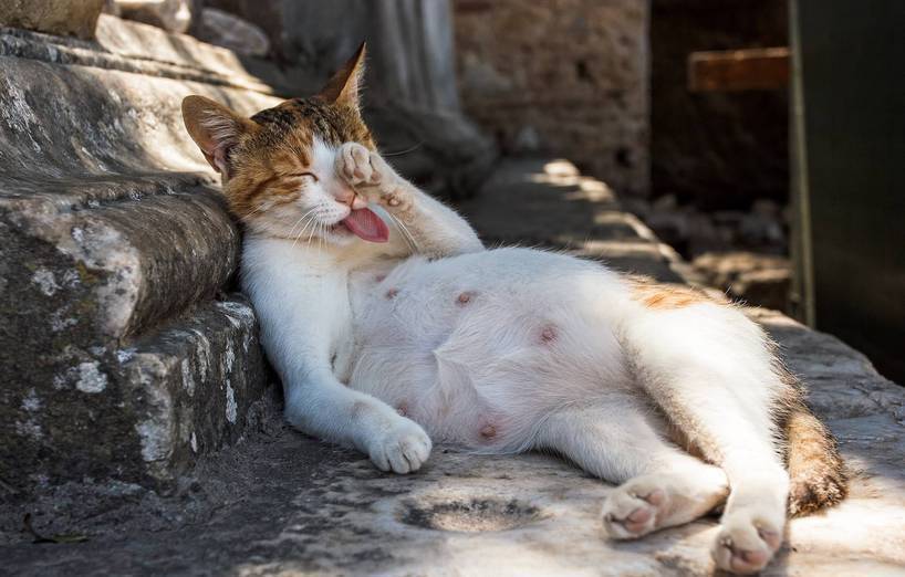 Kater Besteigt Trächtige Katze