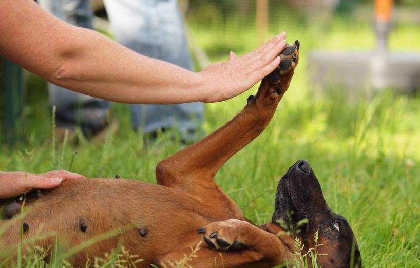 Schwanger von hund man werden einem kann Trächtigkeit beim