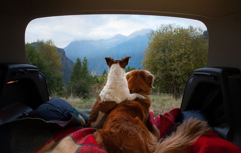 Reisen in Österreich: So reisen Hund und Katze sicher im Auto mit