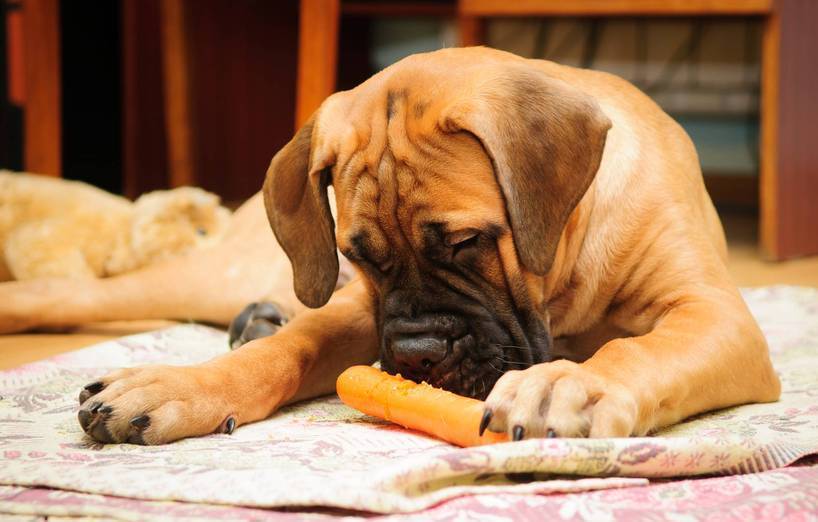 Vegetarische Ernährung für den Hund