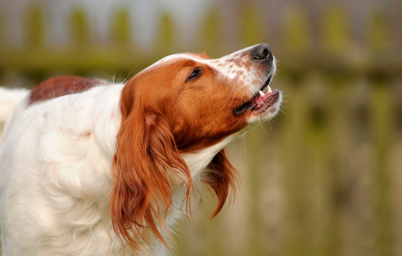 Warum Hunde heulen AGILA