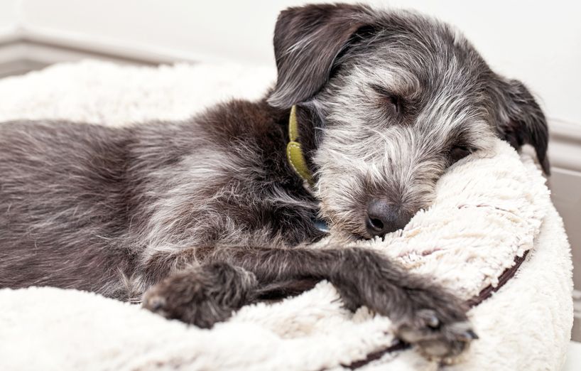 Krankheiten bei Hunde-Senioren