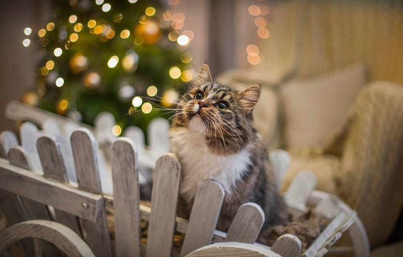 Weihnachten mit Haustier