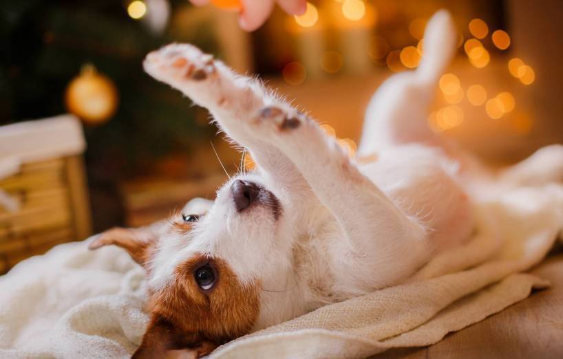 Weihnachtsgefahren für Hunde