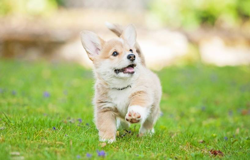 Welsh Corgi Cardigan Agila
