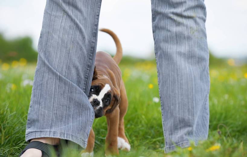 Wenn der Hund beißt AGILA