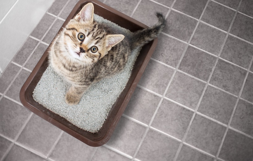 Syndikat Format Diener wenn katzen katzenstreu fressen Klasse Nicht genug Metropolitan