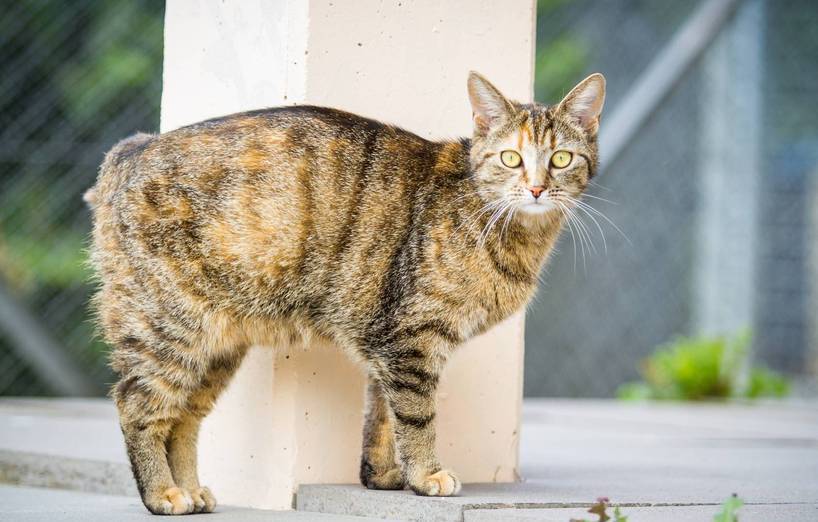 Markieren Nur Kater Oder Auch Katzen