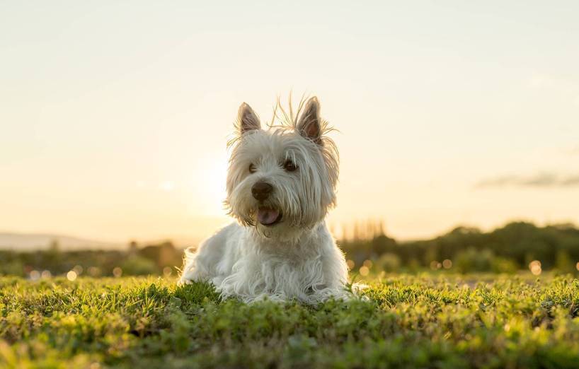 West Highland White Terrier