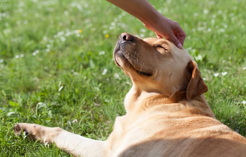 Älterer Labrador liegt entspannt auf der Wiese und wird gestreichelt – typische Ruhephase im Hundeleben