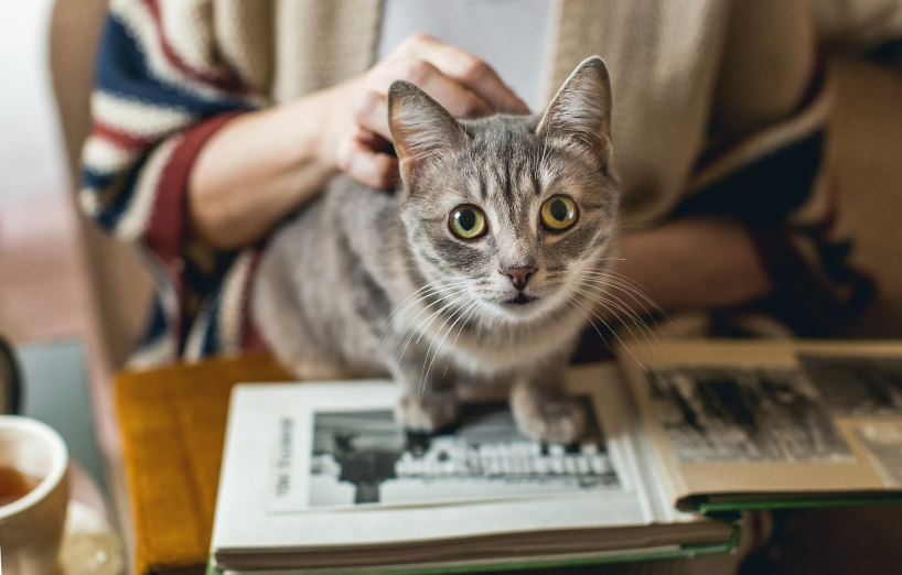 Wie alt werden Katzen? inkl. Tabelle / im Durchschnitt AGILA