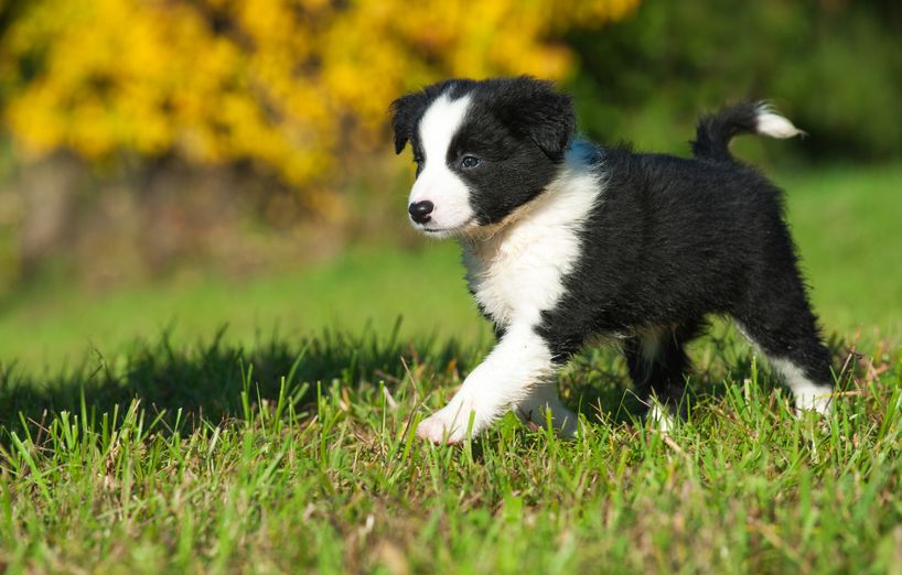 Wie wird mein Welpe wirklich stubenrein AGILA