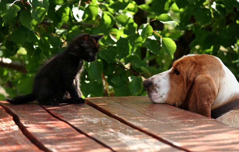 Wie Hund Und Katze Kommunizieren Agila