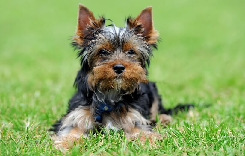 Yorkshire Terrier