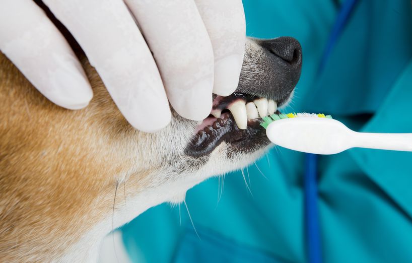 Zahnpflege beim Hund