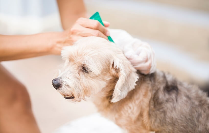 Zecken bei Hunden & Katzen: Vorbeugung