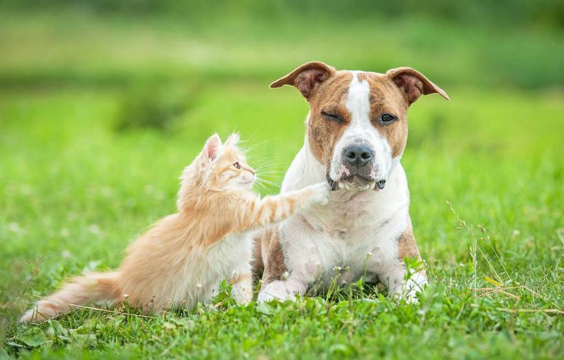 Katze Zieht Ein Hund Schon Da