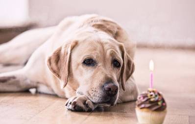5 Ideen für einen spannenden Hundegeburtstag