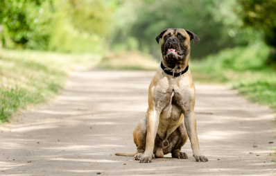 Bullmastiff