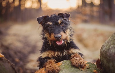 Der Terrier als Symbol für ein ausdauerndes Arbeitstier.