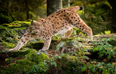 Als wilde Katze streift der Luchs durch unsere Wälder.