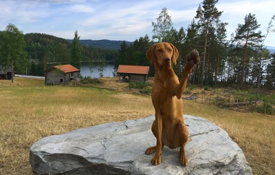 Unterkunft mit Haustier, auch in Norwegen