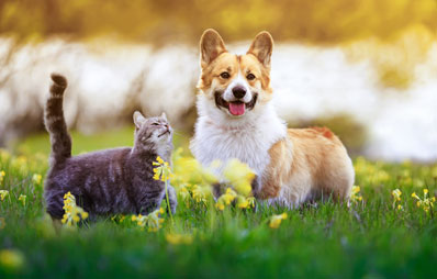 AGILA Sommer-Gewinnspiel für Hunde und Katzen