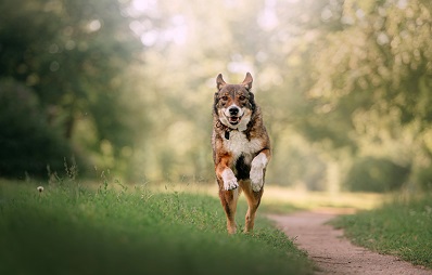 Die Hundesuche mit GPS-Tracker