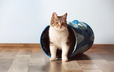 Katzen-Agility für mehr Agilität
