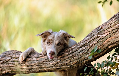 Nachhaltiger Haustierbedarf, Hund in ursprünglicher Umgebung