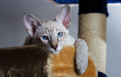 Trotz Katzen Sauberkeit im Haushalt