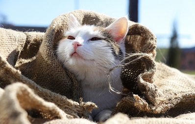 Tierische Sprichwörter verbildlichen unsere Sprache.