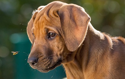 Wespenstich beim Hund