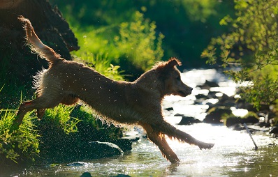 Vorlieben beim Hund zeigen sich auch beim Rausgehen.